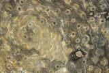 Polished Fossil Rugose Coral Slab - Morocco #276087-1